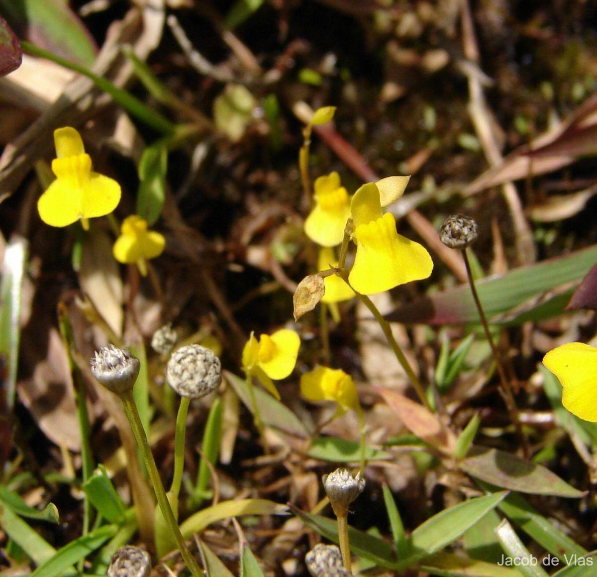 Utricularia bifida L.